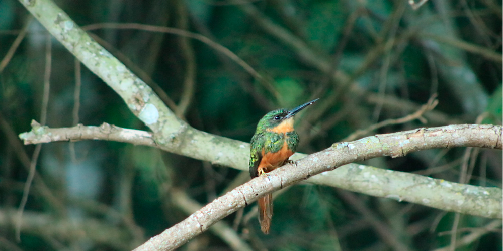 Ariramba de Cauda Ruiva