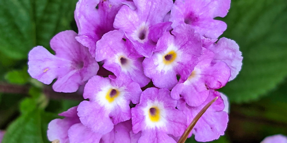 Lantana Rasteira
