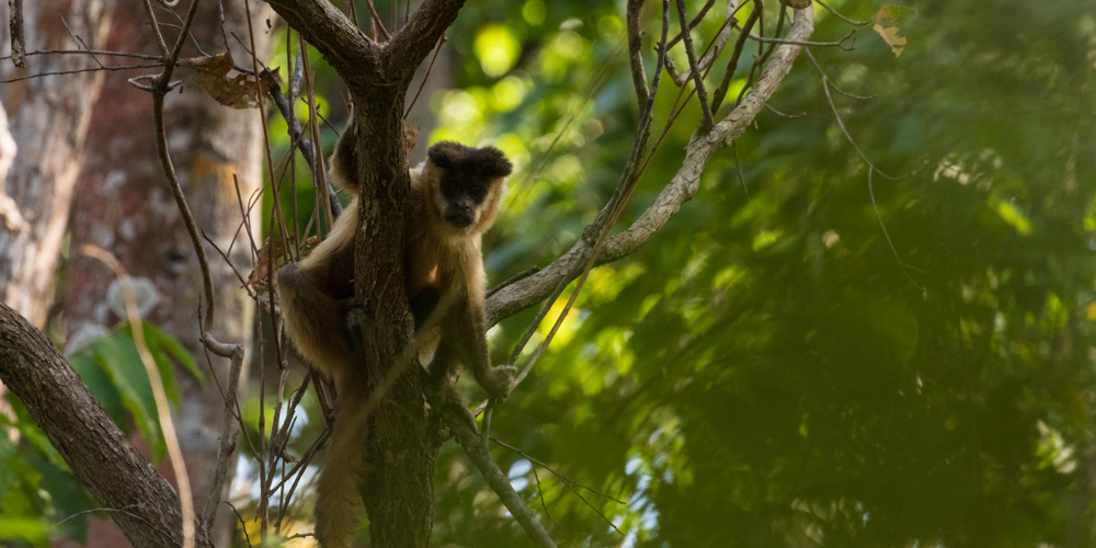 Macaco Prego
