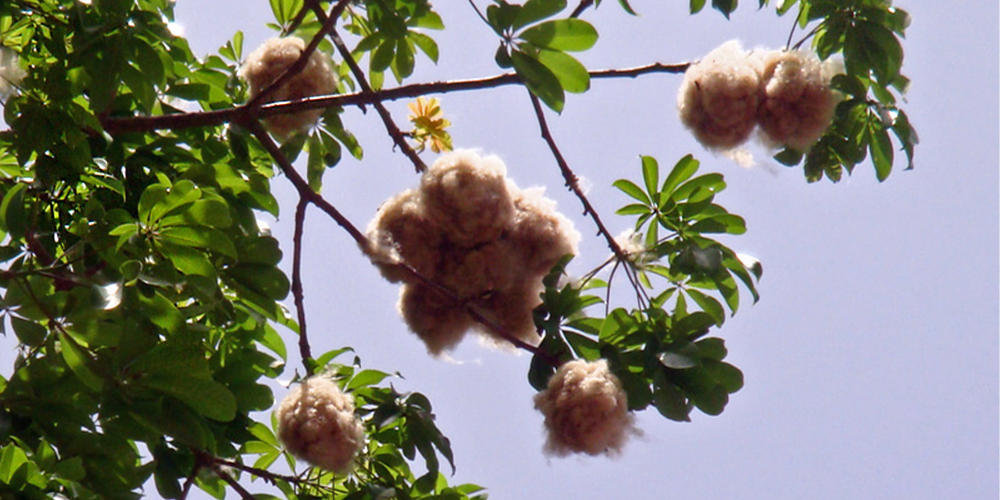 Mafumeira