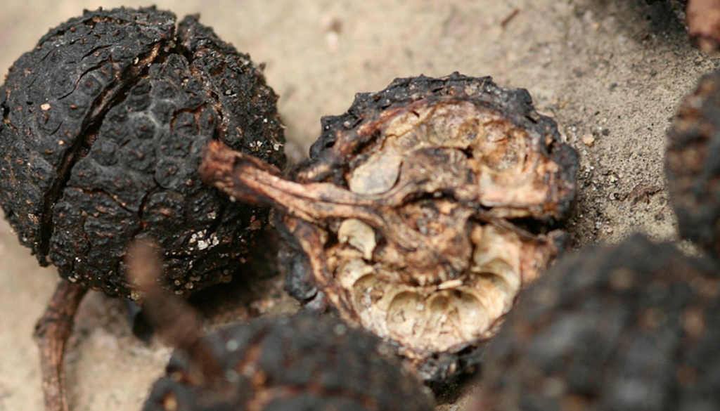 Mutamba