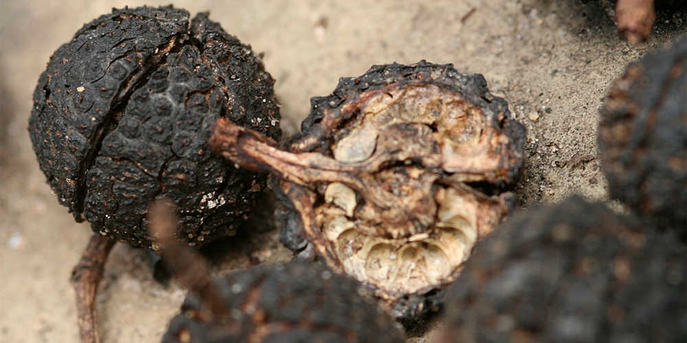 Mutamba