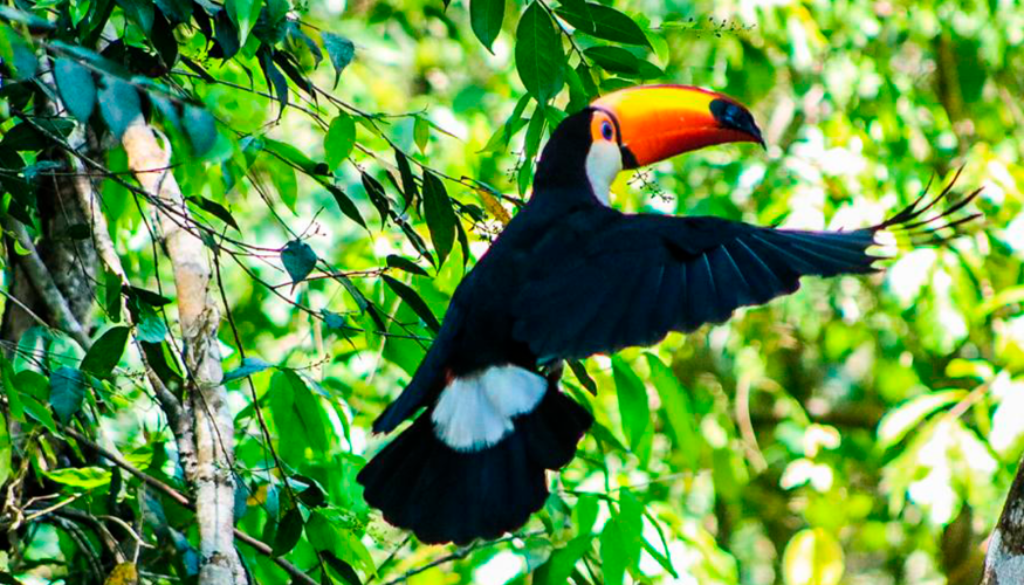 Tucano Toco