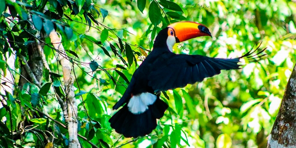 Tucano Toco